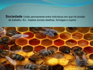 Sociedade União permanente entre indivíduos em que há divisão
de trabalho. Ex.: insetos sociais abelhas, formigas e cupins
 