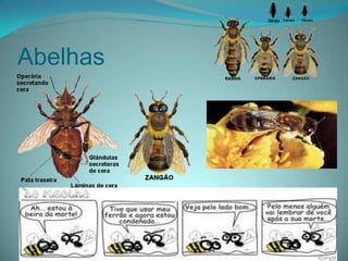 Abelhas
 