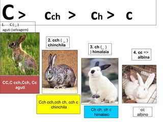 C > cch > ch > c 
1. C ( _ ) 
aguti (selvagem) 
2. cch ( _ ) 
chinchila 3. ch (_ ) 
) himalaia 4. cc => 
albina 
CC,C cch,Cch, Cc 
aguti 
Cch cch,cch ch, cch c 
chinchila Ch ch, ch c 
himalaio 
cc 
albino 
 