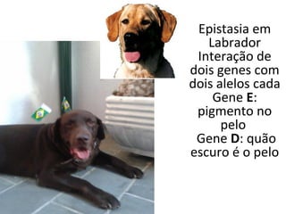Epistasia em 
Labrador 
Interação de 
dois genes com 
dois alelos cada 
Gene E: 
pigmento no 
pelo 
Gene D: quão 
escuro é o pelo 
 