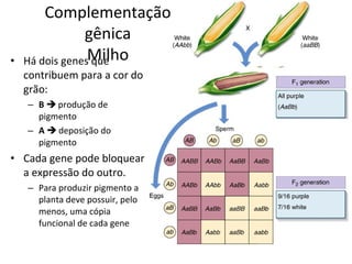 Complementação 
gênica 
Milho 
• Há dois genes que 
contribuem para a cor do 
grão: 
– B  produção de 
pigmento 
– A  deposição do 
pigmento 
• Cada gene pode bloquear 
a expressão do outro. 
– Para produzir pigmento a 
planta deve possuir, pelo 
menos, uma cópia 
funcional de cada gene 
 