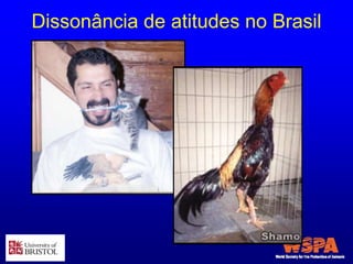 Dissonância de atitudes no Brasil
 