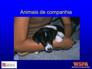Animais de companhia
 