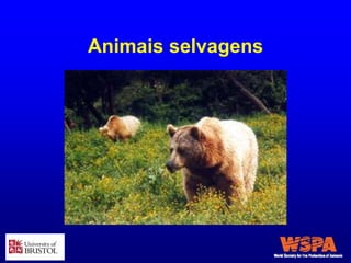 Animais selvagens
 