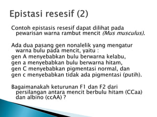 Contoh epistasis resesif dapat dilihat pada
 pewarisan warna rambut mencit (Mus musculus).

Ada dua pasang gen nonalelik yang mengatur
 warna bulu pada mencit, yaitu :
gen A menyebabkan bulu berwarna kelabu,
gen a menyebabkan bulu berwarna hitam,
gen C menyebabkan pigmentasi normal, dan
gen c menyebabkan tidak ada pigmentasi (putih).

Bagaimanakah keturunan F1 dan F2 dari
 persilangan antara mencit berbulu hitam (CCaa)
 dan albino (ccAA) ?
 