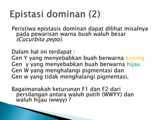 Peristiwa epistasis dominan dapat dilihat misalnya
 pada pewarisan warna buah waluh besar
 (Cucurbita pepo).

Dalam hal ini terdapat :
Gen Y yang menyebabkan buah berwarna kuning
Gen y yang menyebabkan buah berwarna hijau
Gen W yang menghalangi pigmentasi dan
Gen w yang tidak menghalangi pigmentasi.

Bagaimanakah keturunan F1 dan F2 dari
 persilangan antara waluh putih (WWYY) dan
 waluh hijau (wwyy) ?
 
