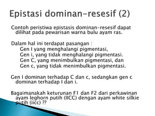 Contoh peristiwa epistasis dominan-resesif dapat
 dilihat pada pewarisan warna bulu ayam ras.

Dalam hal ini terdapat pasangan :
   Gen I yang menghalangi pigmentasi,
   Gen i, yang tidak menghalangi pigmentasi.
   Gen C, yang menimbulkan pigmentasi, dan
   Gen c, yang tidak menimbulkan pigmentasi.

Gen I dominan terhadap C dan c, sedangkan gen c
 dominan terhadap I dan i.

Bagaimanakah keturunan F1 dan F2 dari perkawinan
  ayam leghorn putih (IICC) dengan ayam white silkie
  putih (iicc) ??
 