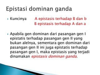    Kuncinya     A epistasis terhadap B dan b
                 B epistasis terhadap A dan a

   Apabila gen dominan dari pasangan gen I
    epistatis terhadap pasangan gen II yang
    bukan alelnya, sementara gen dominan dari
    pasangan gen II ini juga epistatis terhadap
    pasangan gen I, maka epistasis yang terjadi
    dinamakan epistasis dominan ganda.
 