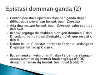    Contoh peristiwa epistasis dominan ganda dapat
    dilihat pada pewarisan bentuk buah Capsella.
   Ada dua macam bentuk buah Capsella, yaitu segitiga
    dan oval.
   Bentuk segitiga disebabkan oleh gen dominan C dan
    D, sedang bentuk oval disebabkan oleh gen resesif c
    dan d.
   Dalam hal ini C epistasi terhadap D dan d, sedangkan
    D epistasi terhadap C dan c.

   Bagaimanakah keturunan F1 dan F2 dari persilangan
    antara tanaman dg bentuk buah segitiga (CCDD)
    dengan tanaman dg bentuk buah oval (ccdd) ??
 