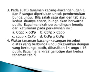3. Pada suatu tanaman kacang-kacangan, gen C
    dan P sangat diperlukan untuk pembentukan
    bunga ungu. Bila salah satu dari gen tsb atau
    kedua-duanya absen, bunga akan berwarna
    putih. Bagaimanakah perbandingan fenotip
    dari keturunan pada perkawinan ini :
    a. Ccpp x ccPp b. CcPp x Ccpp
    c. ccpp x CcPp d. CcPp x CcPp
4. Waktu tanaman kacang-kacangan tersebut
    diatas yang berbunga ungu dikawinkan dengan
    yang berbunga putih, dihasilkan 14 ungu : 16
    putih. Bagaimana kira2 genotipe dari kedua
    tanaman tsb ??
 