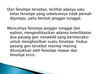 Dari fenotipe tersebut, terlihat adanya satu
 kelas fenotipe yang sebelumnya tidak pernah
 dijumpai, yaitu bentuk jengger tunggal.

Munculnya fenotipe jengger tunggal dan
 walnut, mengindikasikan adanya keterlibatan
 dua pasang gen nonalelik yang berinteraksi
 untuk menghasilkan suatu fenotipe. Kedua
 pasang gen tersebut masing-masing
 ditunjukkan oleh fenotipe mawar dan
 fenotipe ercis.
 