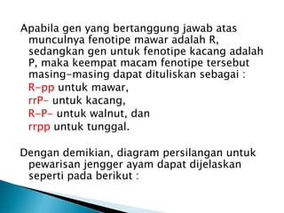 Apabila gen yang bertanggung jawab atas
 munculnya fenotipe mawar adalah R,
 sedangkan gen untuk fenotipe kacang adalah
 P, maka keempat macam fenotipe tersebut
 masing-masing dapat dituliskan sebagai :
 R-pp untuk mawar,
 rrP- untuk kacang,
 R-P- untuk walnut, dan
 rrpp untuk tunggal.

Dengan demikian, diagram persilangan untuk
 pewarisan jengger ayam dapat dijelaskan
 seperti pada berikut :
 