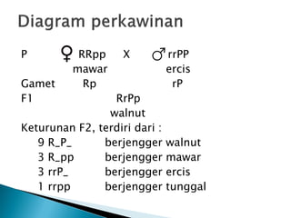 P          RRpp     X          rrPP
          mawar                ercis
Gamet       Rp                  rP
F1               RrPp
                walnut
Keturunan F2, terdiri dari :
   9 R_P_      berjengger      walnut
   3 R_pp      berjengger      mawar
   3 rrP_      berjengger      ercis
   1 rrpp      berjengger      tunggal
 