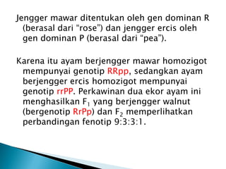 Jengger mawar ditentukan oleh gen dominan R
  (berasal dari “rose”) dan jengger ercis oleh
  gen dominan P (berasal dari “pea”).

Karena itu ayam berjengger mawar homozigot
 mempunyai genotip RRpp, sedangkan ayam
 berjengger ercis homozigot mempunyai
 genotip rrPP. Perkawinan dua ekor ayam ini
 menghasilkan F1 yang berjengger walnut
 (bergenotip RrPp) dan F2 memperlihatkan
 perbandingan fenotip 9:3:3:1.
 
