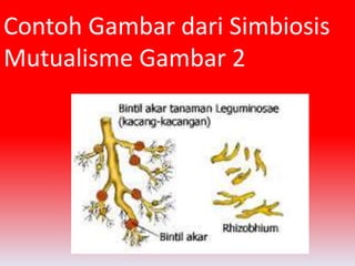 Contoh Gambar dari Simbiosis 
Mutualisme Gambar 2 
 