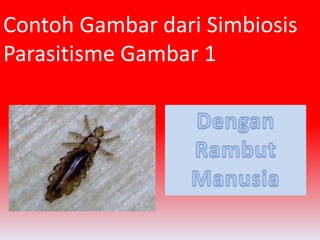 Contoh Gambar dari Simbiosis 
Parasitisme Gambar 1 
 