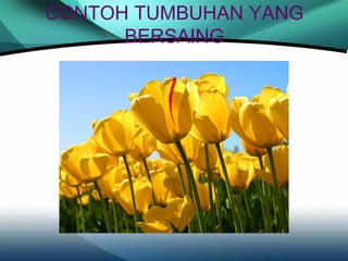 CONTOH TUMBUHAN YANG
BERSAING

 
