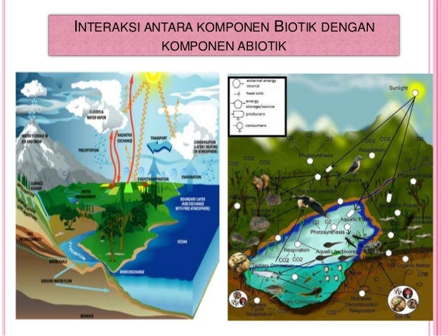 Contoh Kompetisi Ekosistem Padang Rumput Contoh KR