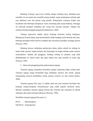 Belalang (Valanga nigricornis) disebut dengan belalang kayu. Belalang kayu
memiliki ciri-ciri antara lain memiliki antena pendek, organ pendengaran terletak pada
ruas abdomen serta alat petelur yang pendek. Kebanyakan warnanya kelabu atau
kecoklatan dan beberapa mempunyai warna cemerlang pada sayap belakang. Serangga
ini termasuk pemakan tumbuhan dan sering kali merusak tanaman. Adapun alat
mulutnya bertipe penggigit pengunyah (Sudarmono, 2002).
Valanga nigricornis adalah sejenis belalang berwarna kuning kehijauan.
Mempunyai kisaran hidup yang hemimetabola (tidak lengkap) yaitu bermula dari telur,
beberapa peringkat belum dewasa (nimpha) dan seterusnya peringkat serangga dewasa
(Pracaya, 1995).
Belalang dewasa melakukan perkawinan diatas pohon setelah itu terbang ke
tanah untuk mencari tempat bertelur dan berkumpul di tempat terbuka untuk mencari
sinarmatahari. Apabila ada gangguan, belalang terbang ke tanaman yang telah
dibudidayakan di sekitar hutan dan pada malam hari akan kembali ke hutan lagi
(Pracaya, 1995).
2. Hama ulat penggulung daun pada tanaman jagung.
Tanaman jagung merupakan komoditas pangan terpenting kedua setelah padi.
Tanaman jagung sangat bermanfaat bagi kehidupan manusia dan ternak. Jagung
mengandung senyawa karbohidrat, lemak, protein, mineral, air, dan vitamin (Retno,
2008).
Tanaman jagung (Zea mays L) adalah salah satu jenis tanaman biji-bijian dari
keluarga rumput-rumputan (Graminaceae) yang sudah popular diseluruh dunia.
Menurut sejarahnya tanaman jagung berasal dari Amerika dan menyebar ke daerah
subtropics dan tropis termasuk Indonesia (Warisno, 1998).
Klasifikasi tanaman jagung (Zea mays L.)
Divisi : Spermatophyta
Sub Divisi : Angiospermae
 