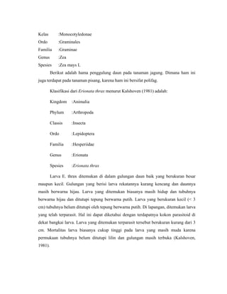 Kelas :Monocotyledonae
Ordo :Graminales
Familia :Graminae
Genus :Zea
Spesies :Zea mays L
Berikut adalah hama penggulung daun pada tanaman jagung. Dimana ham ini
juga terdapat pada tanaman pisang, karena ham ini bersifat polifag.
Klasifikasi dari Erionata thrax menurut Kalshoven (1981) adalah:
Kingdom :Animalia
Phylum :Arthropoda
Classis :Insecta
Ordo :Lepidoptera
Familia :Hesperiidae
Genus :Erionata
Spesies :Erionata thrax
Larva E. thrax ditemukan di dalam gulungan daun baik yang berukuran besar
maupun kecil. Gulungan yang berisi larva rekatannya kurang kencang dan daunnya
masih berwarna hijau. Larva yang ditemukan biasanya masih hidup dan tubuhnya
berwarna hijau dan ditutupi tepung berwarna putih. Larva yang berukuran kecil (< 3
cm) tubuhnya belum ditutupi oleh tepung berwarna putih. Di lapangan, ditemukan larva
yang telah terparasit. Hal ini dapat diketahui dengan terdapatnya kokon parasitoid di
dekat bangkai larva. Larva yang ditemukan terparasit tersebut berukuran kurang dari 3
cm. Mortalitas larva biasanya cukup tinggi pada larva yang masih muda karena
permukaan tubuhnya belum ditutupi lilin dan gulungan masih terbuka (Kalshoven,
1981).
 