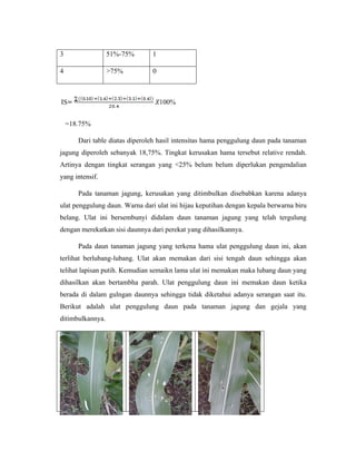 3 51%-75% 1
4 >75% 0
=18.75%
Dari table diatas diperoleh hasil intensitas hama penggulung daun pada tanaman
jagung diperoleh sebanyak 18,75%. Tingkat kerusakan hama tersebut relative rendah.
Artinya dengan tingkat serangan yang <25% belum belum diperlukan pengendalian
yang intensif.
Pada tanaman jagung, kerusakan yang ditimbulkan disebabkan karena adanya
ulat penggulung daun. Warna dari ulat ini hijau keputihan dengan kepala berwarna biru
belang. Ulat ini bersembunyi didalam daun tanaman jagung yang telah tergulung
dengan merekatkan sisi daunnya dari perekat yang dihasilkannya.
Pada daun tanaman jagung yang terkena hama ulat penggulung daun ini, akan
terlihat berlubang-lubang. Ulat akan memakan dari sisi tengah daun sehingga akan
telihat lapisan putih. Kemudian semaikn lama ulat ini memakan maka lubang daun yang
dihasilkan akan bertambha parah. Ulat penggulung daun ini memakan daun ketika
berada di dalam gulngan daunnya sehingga tidak diketahui adanya serangan saat itu.
Berikut adalah ulat penggulung daun pada tanaman jagung dan gejala yang
ditimbulkannya.
Ulat penggulung daun Gejala serangan 1 Gejala serangan 2
IS 100%
 