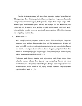 Gambar pertama merupakan ualt penggulung daun yang mulanya bersembunyi di
dalam gulungan daun. Disampinya terlihat bekas putih-putihan yang merupakan tanda
serangan terhadap tanaman jagung. Pada gambar 2 tampak daun dengan selaput putih-
putihnya yang menampakkan gejala pertama dai serangan ulat ini. Kemudian pada
gambar ke tiga, selaput ini akan berubah menjadi lubang-lubang yang masih kecil.
Lubang ini akan semakin membesar seperti pada gambar pertama akbit ditimbulkannya
ulat penggulung daun tersebut.
V. KESIMPULAN
Dari hasil pengamatan yang telah dilakukan, bahwa pada tanaman padi yang telah
terserang hama belalang akan memakan daun padi dari arah samping. Belalang ini
akan berpindah tempat seiring dengan tanaman inangnya yang akan dimakan karena
dia memilki kemampuan dalam meloncat. Selain itu gejala yang ditimbulkan akan
termakan pada bagian pinggir hingga tinggal tulang daunnya saja. Intensitas yang
terjadi pada tanaman padi ini sebanyak 45%.
Sedangkan pada jagung terdapat hama penggulung padi dimana gejala dapat
diketahui dengan adanya daun jagung yang menggulung karena ulat yang
merekatkan daun sebagai tempat berlindungnya. Dengan berlindung di dalam daun
maka ulat akan mudah memakan dau jagung tersebut. Intensitas yang disebabkan
oleh hama ini sebesar 18,75%.
 