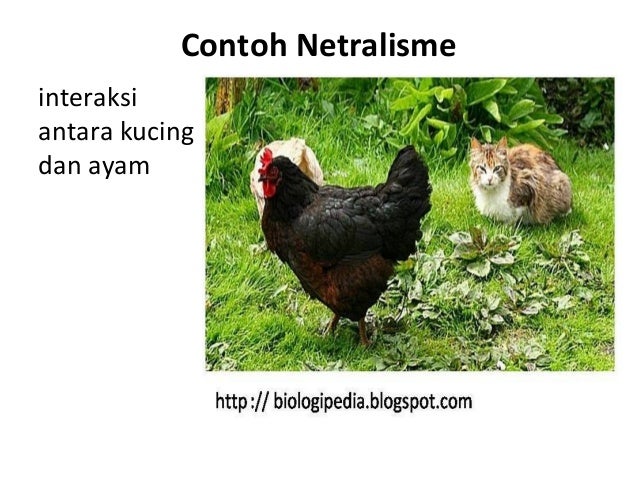 Hasil gambar untuk gambar pola interaksi netralisme
