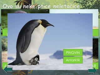 KIVI
Novi
Zeland
NOJAfrika
EMUAustralija KAZUARAustralija
PINGVIN
Antarktik
 