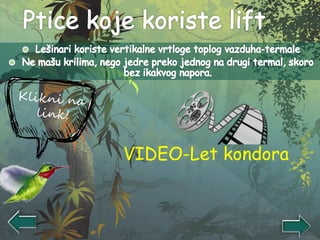 VIDEO-Let kondora
 