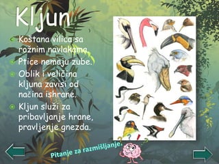 Koštana vilica sa
rožnim navlakama.
 Ptice nemaju zube.
 Oblik i veličina
kljuna zavisi od
načina ishrane.
 Kljun služi za
pribavljanje hrane,
pravljenje gnezda.
 