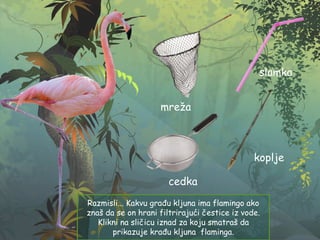 Razmisli... Kakvu građu kljuna ima flamingo ako
znaš da se on hrani filtrirajući čestice iz vode.
Klikni na sličicu iznad za koju smatraš da
prikazuje krađu kljuna flaminga.
mreža
slamka
cedka
koplje
 