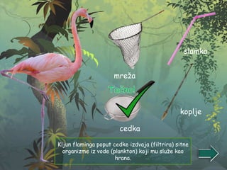 Kljun flaminga poput cedke izdvaja (filtrira) sitne
organizme iz vode (plankton) koji mu služe kao
hrana.
mreža
slamka
cedka
koplje
 