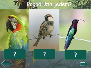Krupna semena i
plodovi
Sitna semena Nektar? ? ?
 