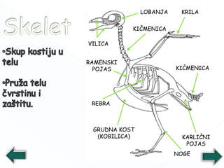 LOBANJA
KIČMENICA
KIČMENICA
KRILA
NOGE
RAMENSKI
POJAS
KARLIČNI
POJAS
REBRA
GRUDNA KOST
(KOBILICA)
VILICA
 