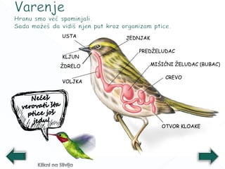 USTA JEDNJAK
VOLJKA
PREDŽELUDAC
MIŠIĆNI ŽELUDAC (BUBAC)
CREVO
OTVOR KLOAKE
KLJUN
ŽDRELO
 