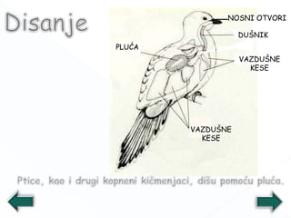 DUŠNIK
VAZDUŠNE
KESE
VAZDUŠNE
KESE
PLUĆA
NOSNI OTVORI
 