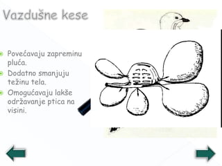  Povećavaju zapreminu
pluća.
 Dodatno smanjuju
težinu tela.
 Omogućavaju lakše
održavanje ptica na
visini.
 