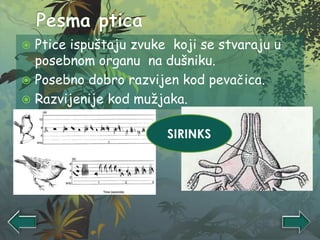  Ptice ispuštaju zvuke koji se stvaraju u
posebnom organu na dušniku.
 Posebno dobro razvijen kod pevačica.
 Razvijenije kod mužjaka.
SIRINKS
 