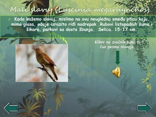  Kada kažemo slavuj, mislimo na ovu neuglednu smeđu pticu koju,
mimo glasa, odaje izrazito riđi nadrepak .Rubovi listopadnih šuma i
šikara, parkovi sa dosta žbunja. Selica. 15-17 cm.
Klikni na zvučnik kako bi
čuo pesmu slavuja.
 