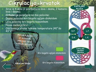  Srce iz 4 dela (2 pretkomore-leva i desna, 2 komore-
leva i desna).
 Cirkulacija podeljena na dve polovine:
 Desna polovina-krv bogata ugljen-dioksidom
 Leva polovina-krv bogata kiseonikom
 Nema mešanja krvi.
 Održavanje stalne telesne temperature (40˚do
43˚C)
Krv bogata ugljen-dioksidom
Krv bogata kiseonikom
D.K. L.K.
D.P. L.P.
KAPILARI
PLUĆA
KAPILARI
DRUGIH
ORGANA
Klikni na Silvija
 