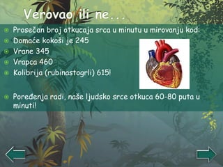  Prosečan broj otkucaja srca u minutu u mirovanju kod:
 Domaće kokoši je 245
 Vrane 345
 Vrapca 460
 Kolibrija (rubinastogrli) 615!
 Poređenja radi, naše ljudsko srce otkuca 60-80 puta u
minuti!
 