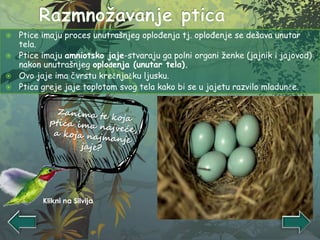  Ptice imaju proces unutrašnjeg oplođenja tj. oplođenje se dešava unutar
tela.
 Ptice imaju amniotsko jaje-stvaraju ga polni organi ženke (jajnik i jajovod)
nakon unutrašnjeg oplođenja (unutar tela).
 Ovo jaje ima čvrstu krečnjačku ljusku.
 Ptica greje jaje toplotom svog tela kako bi se u jajetu razvilo mladunče.
Klikni na Silvija
 