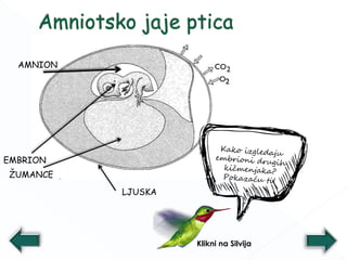 AMNION
ŽUMANCE
EMBRION
LJUSKA
Ugljen-dioksid
kiseonik
Klikni na Silvija
 