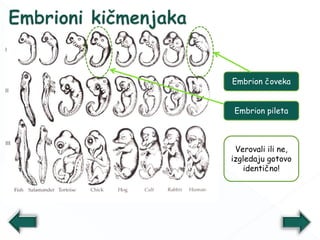 Embrion pileta
Embrion čoveka
Verovali ili ne,
izgledaju gotovo
identično!
 