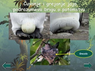 Gnezdo
 