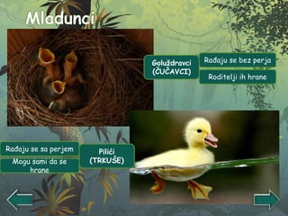 Pilići
(TRKUŠE)
Goluždravci
(ČUČAVCI)
Rađaju se bez perja
Roditelji ih hrane
Rađaju se sa perjem
Mogu sami da se
hrane
 