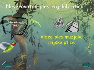 Video-ples mužjaka
rajske ptice
 