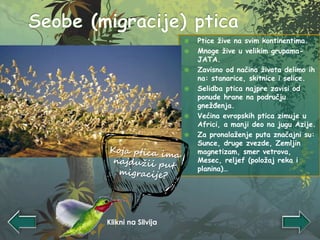  Ptice žive na svim kontinentima.
 Mnoge žive u velikim grupama-
JATA.
 Zavisno od načina života delimo ih
na: stanarice, skitnice i selice.
 Selidba ptica najpre zavisi od
ponude hrane na području
gnežđenja.
 Većina evropskih ptica zimuje u
Africi, a manji deo na jugu Azije.
 Za pronalaženje puta značajni su:
Sunce, druge zvezde, Zemljin
magnetizam, smer vetrova,
Mesec, reljef (položaj reka i
planina)…
Klikni na Silvija
 