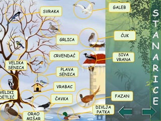 ĆUK
GALEB
FAZAN
GRLICA
VELIKA
SENICA
SVRAKA
PLAVA
SENICA
ČAVKA
VRABAC
SIVA
VRANA
DIVLJA
PATKA
VELIKI
DETLIĆ
CRVENDAĆ
ORAO
MIŠAR
 