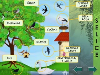 SEOSKA
LASTA
BELA
RODA
CRVENOKLJUN
I LABUD
SLAVUJ
KUKAVICA
KOS
ČIOPA
ČVORAK
GRADSKA
LASTA
 